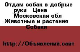 Отдам собак в добрые руки › Цена ­ 100 - Московская обл. Животные и растения » Собаки   